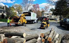 Best Hazardous Tree Removal  in Cheboygan, MI