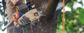 How Our Tree Care Process Works  in  Cheboygan, MI