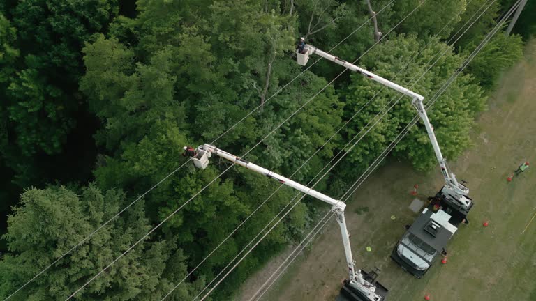 Cheboygan, MI Tree Care Services Company