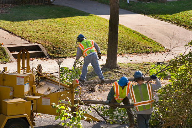 Organic Lawn Care Solutions in Cheboygan, MI