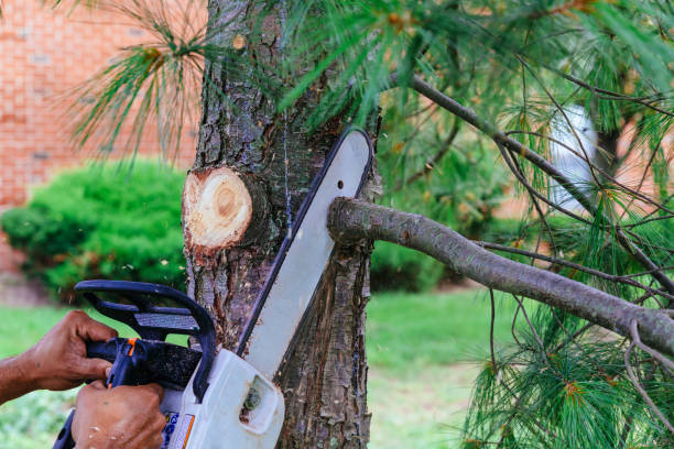 Best Tree Trimming and Pruning  in Cheboygan, MI